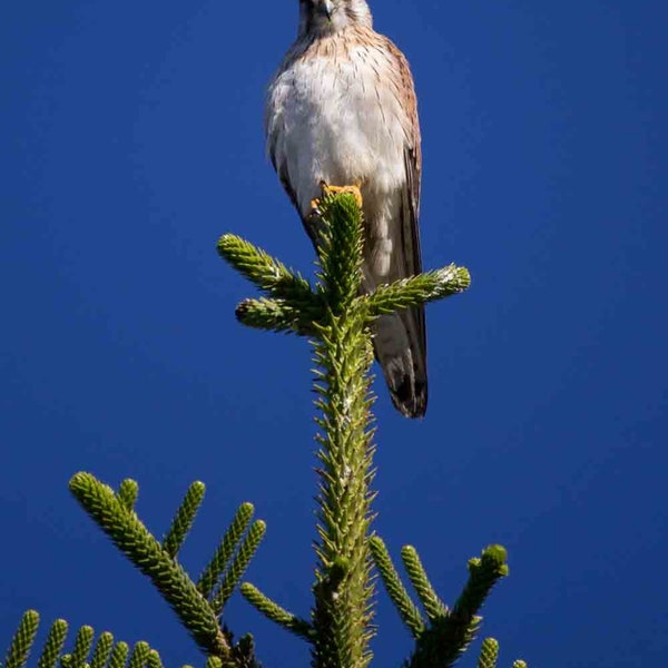 20. Printable Wall Art - Beautiful Nankeen Kestrel on the top of a Norfolk Island Pine - Kiama Showground - NSW South Coast Australia 6/23