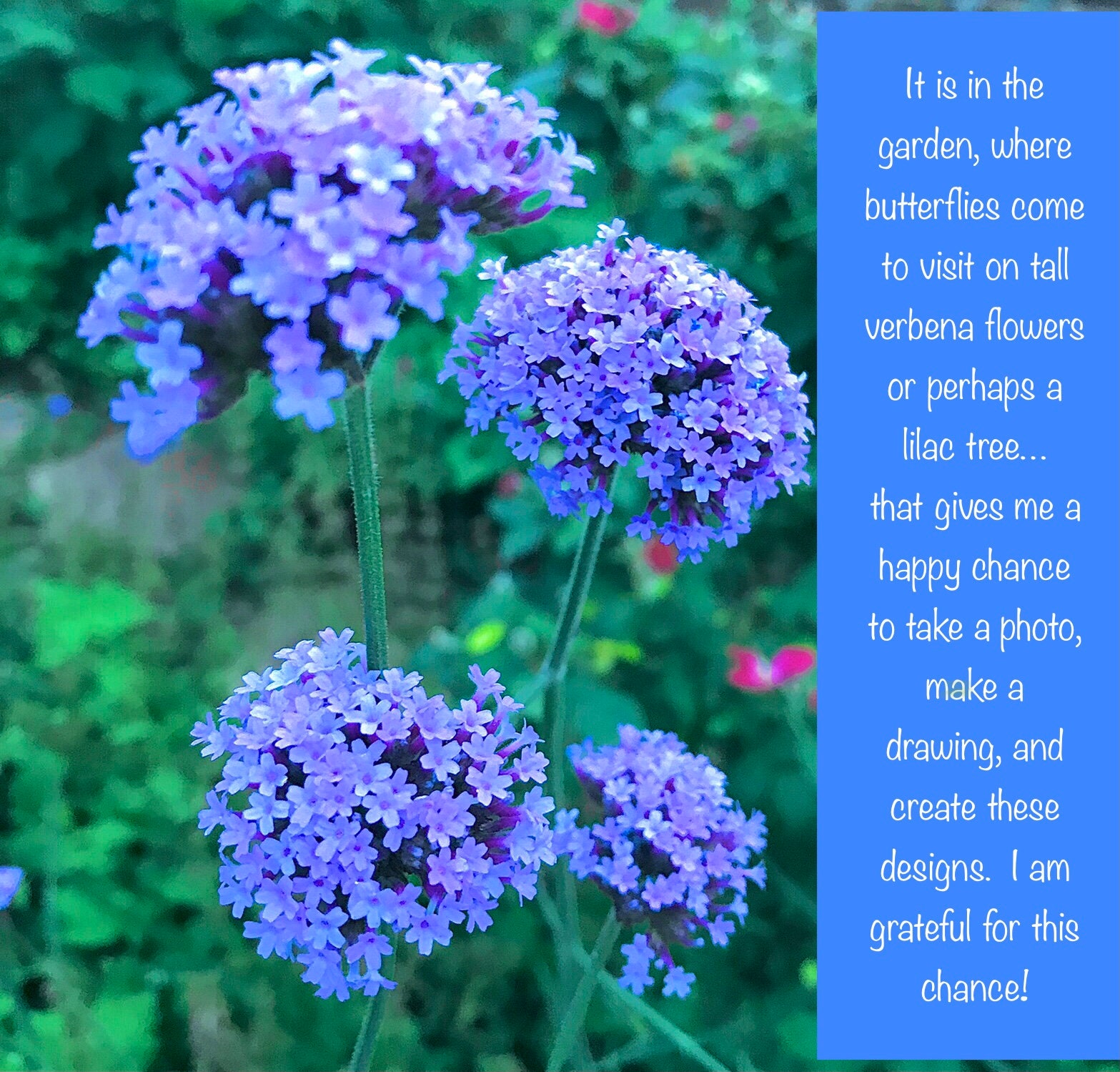 Monarch Butterfly Journal, Unique Notebook With Butterfly Art, Nature