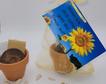 Set de cultivo de girasol set de regalo