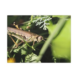 May include: A canvas print featuring a grasshopper in a natural setting. The insect is predominantly brown and green, with detailed markings. It is positioned amidst green leaves and foliage, creating a vibrant, close-up composition.