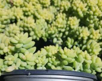 6" Sedum Morgnianum [Donkey Tail]