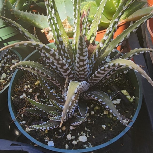 3' Haworthia Fasciata [Zebra Aloe]