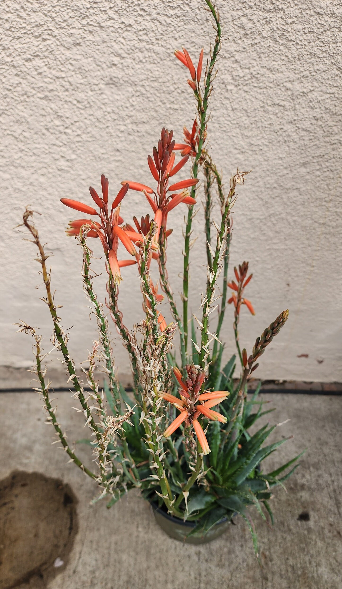 4" Aloe Blue Elf
