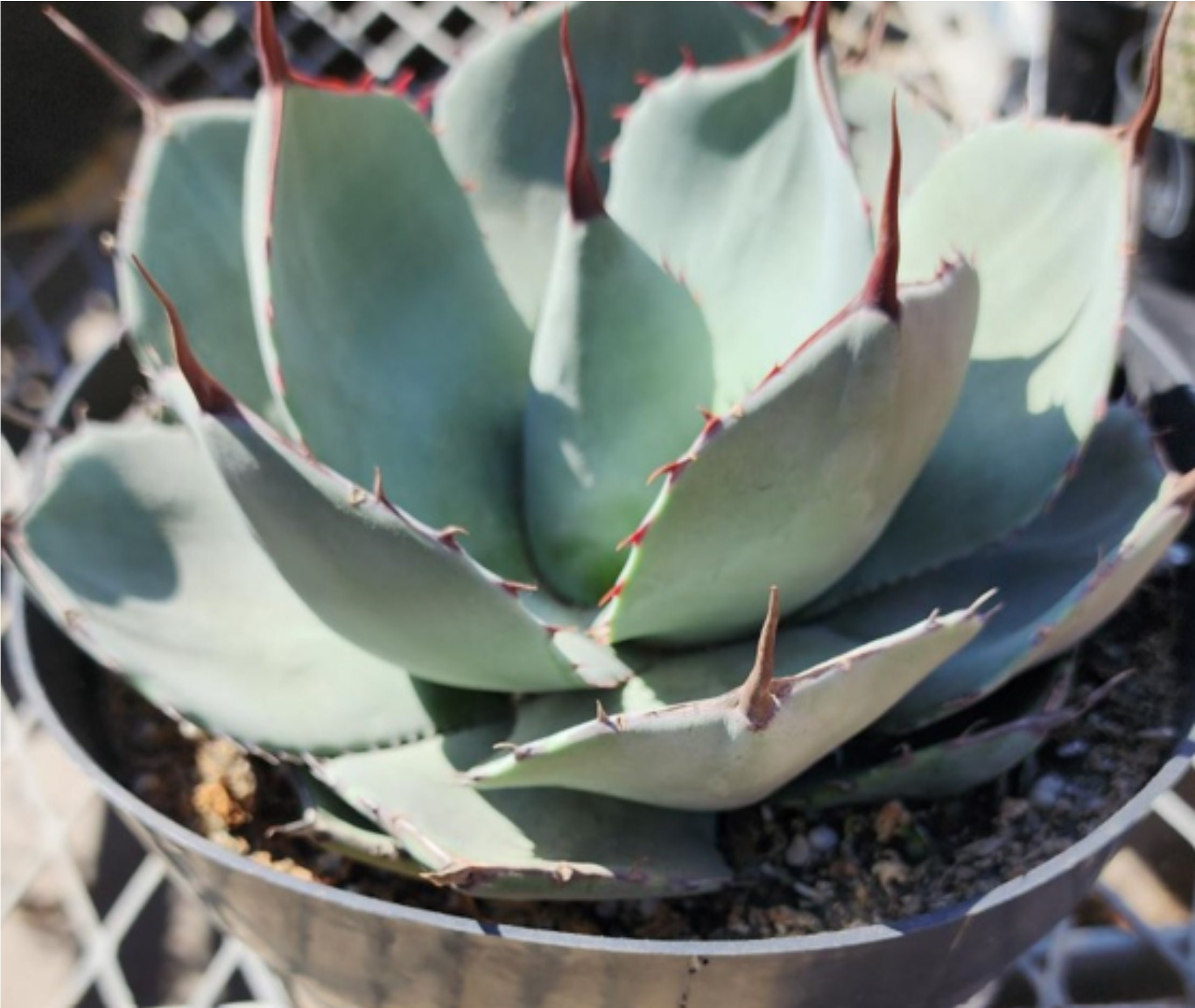 Agave Parryi Truncata - Etsy Agave Parryi Truncata - Etsy