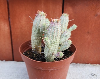 Euphorbia Mammillaris Euphorbia 'Variegata'