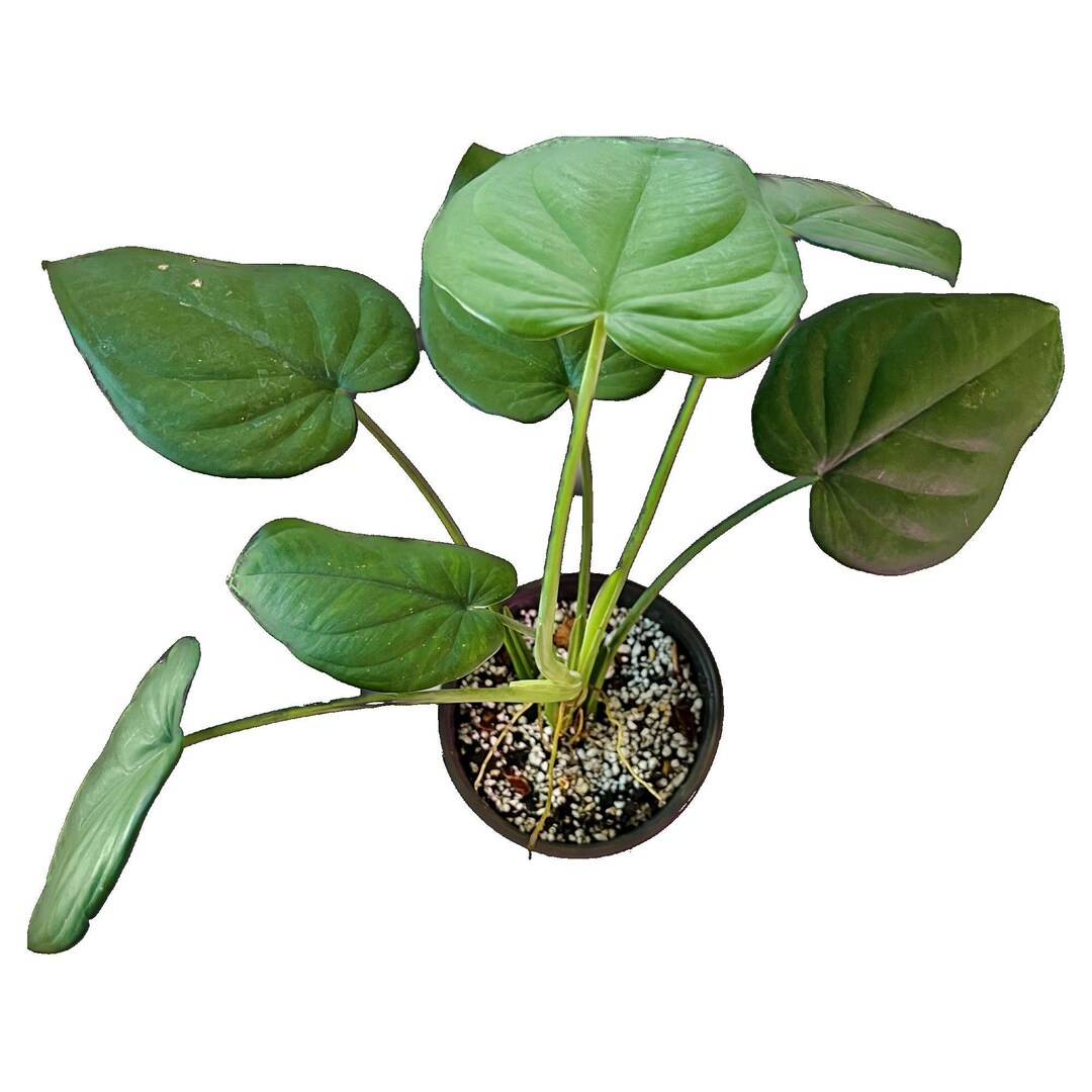 Syngonium Chiapense Medium - Etsy