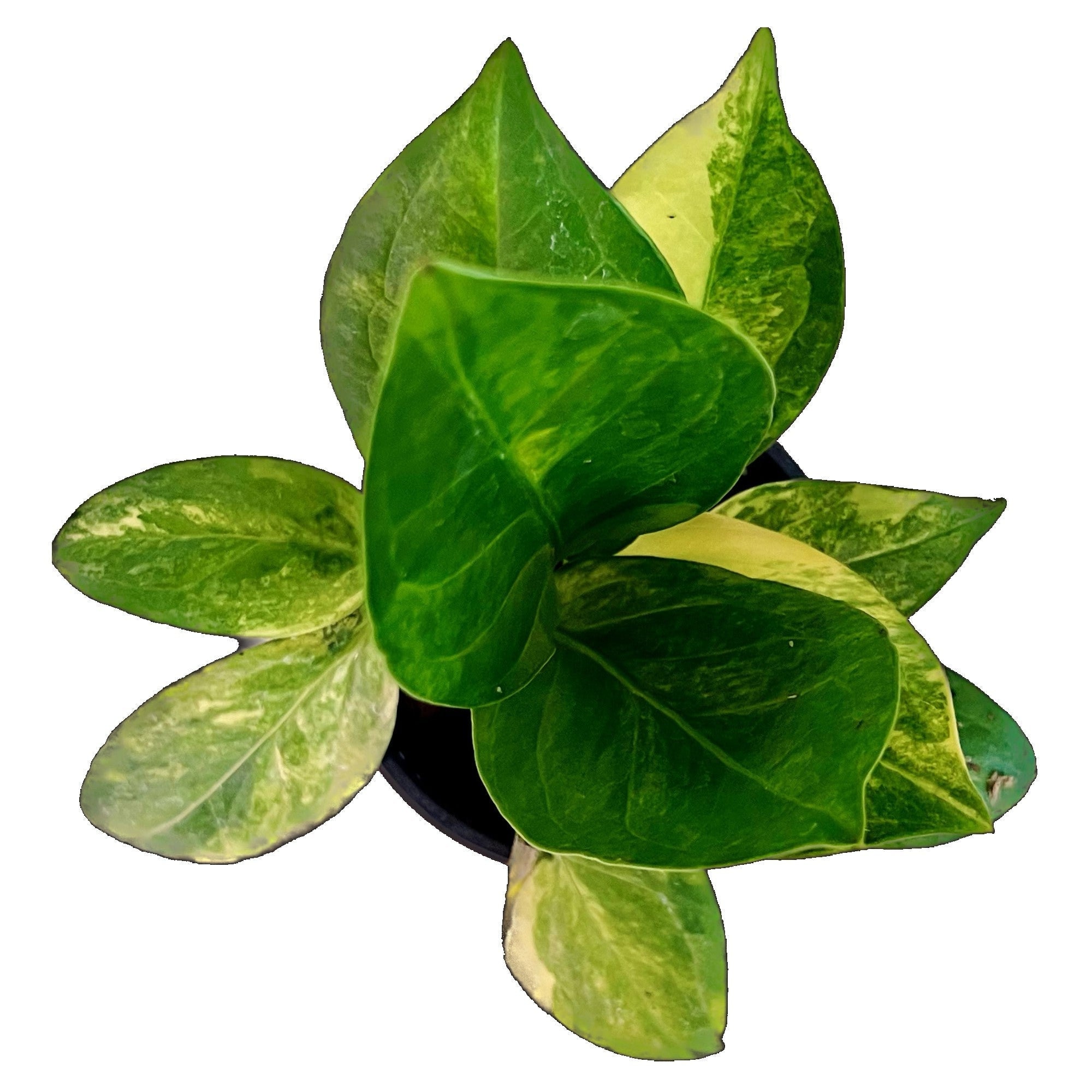 超絶希少】アンスリウム プテロダクティル バリエガータ 大株◎美斑