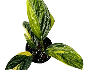 Monstera Peru Karstenianum Variegated - Small