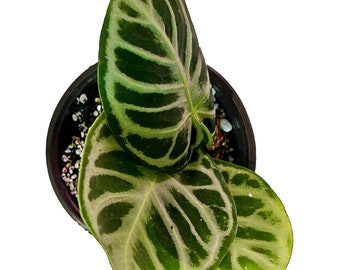 Anthurium Dorayaki - Medium