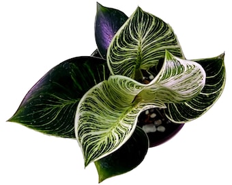Philodendron Birkin - Small