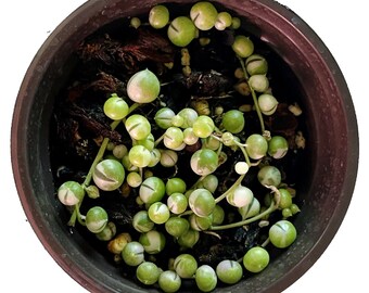 String Of Pearls Variegated - Small