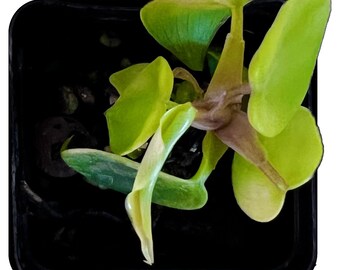Philodendron Florida Green - Starter