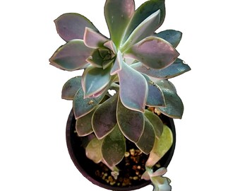 Ghost Plant - Small