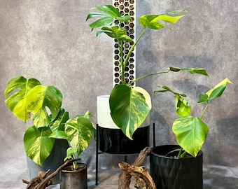 Monstera Deliciosa Aurea