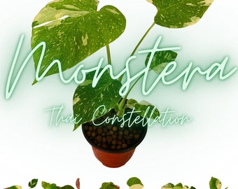 Monstera Thai Constellation - Small