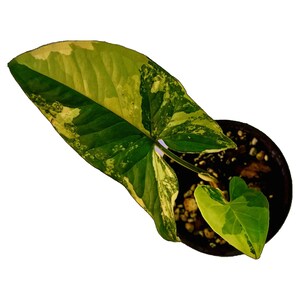 Syngonium Aurea - Pequeño