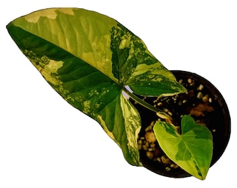 Syngonium Aurea - Small
