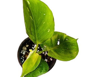 Philodendron White Wizard - Small