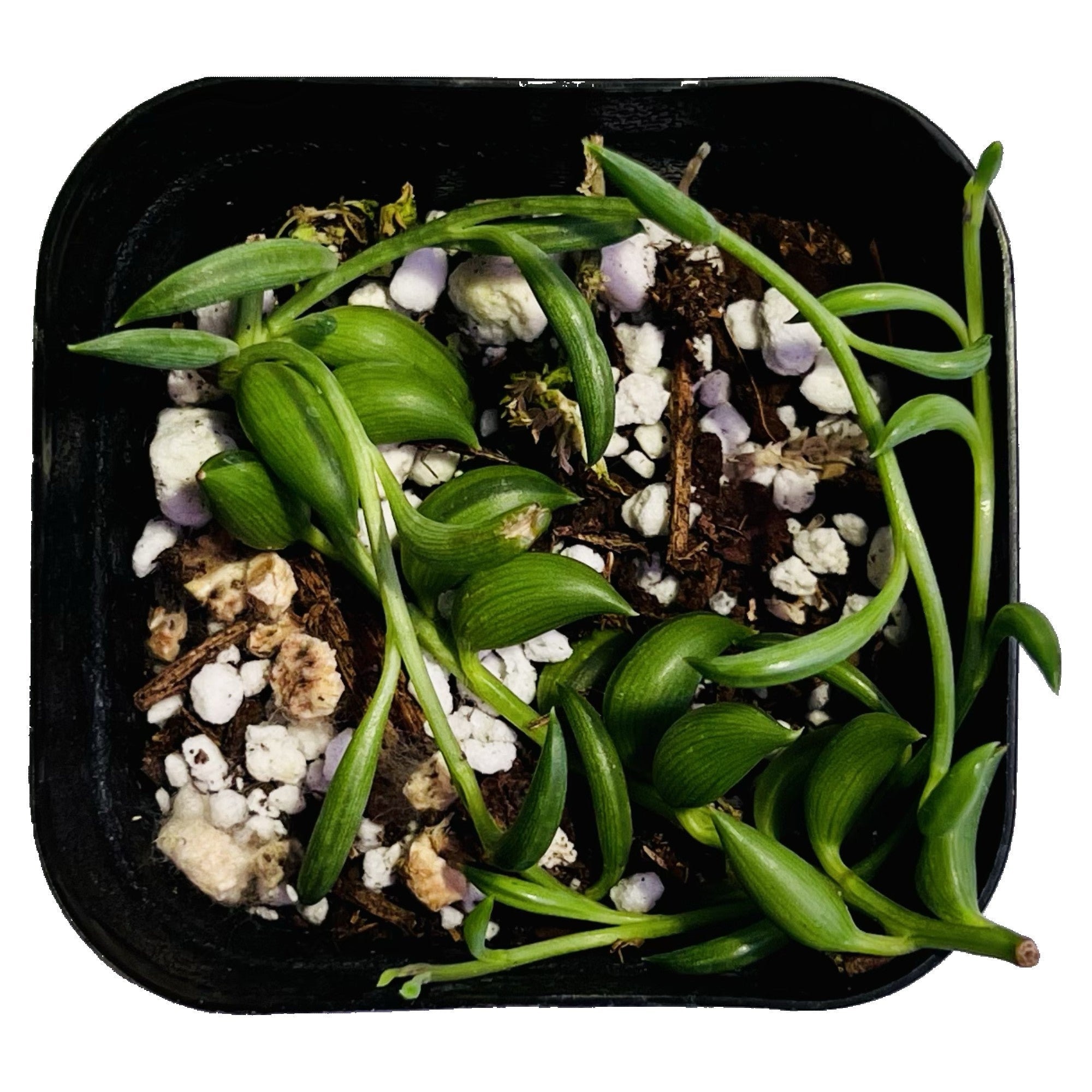 String Of Bananas - Starter
