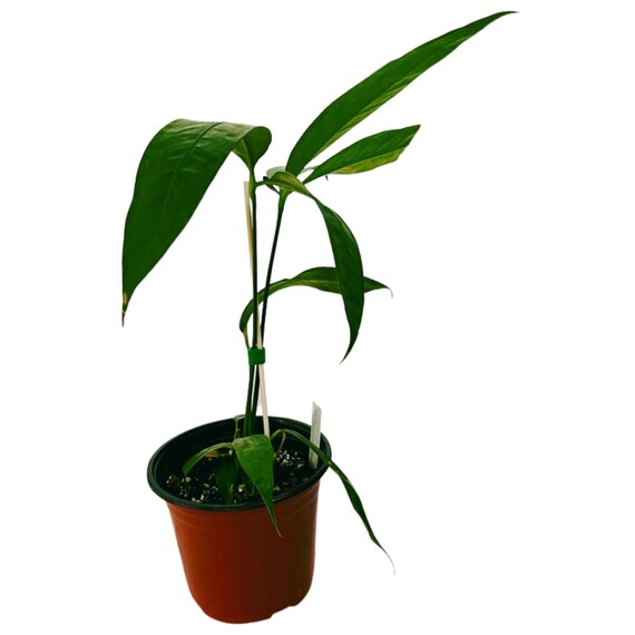 Anthurium Eminens - Medium - Etsy