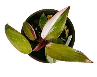 Philodendron Marble Pink Princess - Small