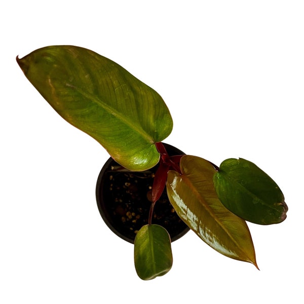 Philodendron Dark Lord - Klein