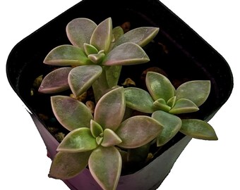 Ghost Plant - Starter