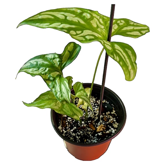 セルセスティス ミラビリス レア♪ 1 セルセスティス ミラビリス