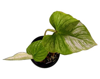 Philodendron Mamei - Large