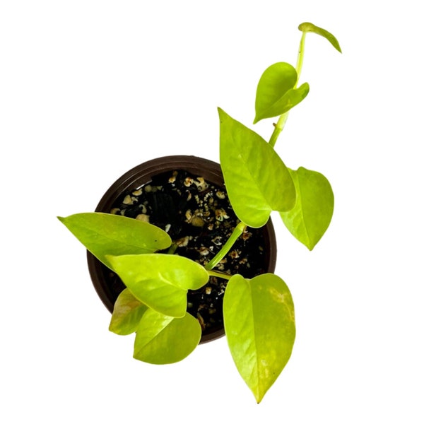 Pothos Néon - Petit