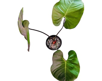 Philodendron Lynamii - Large