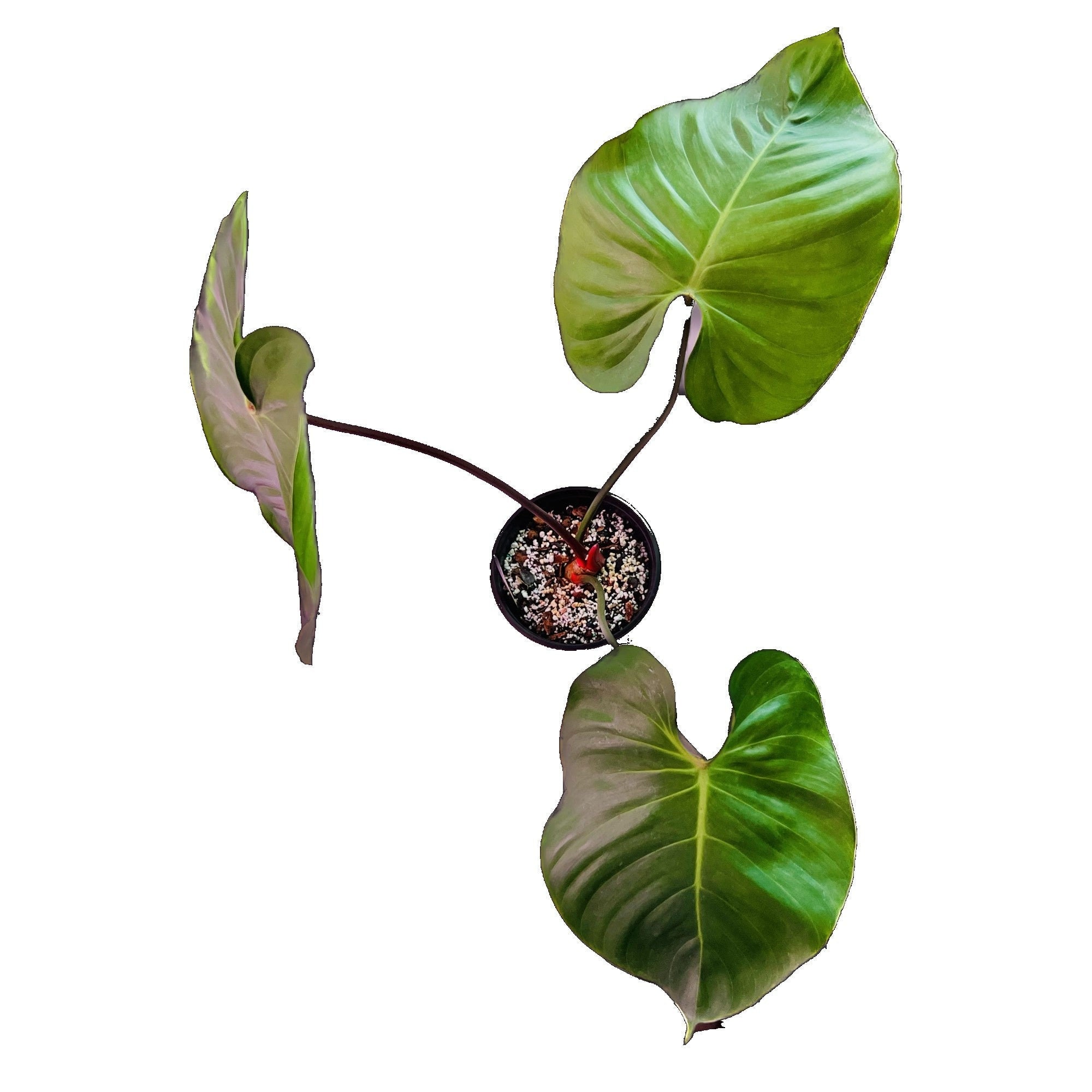 Philodendron lynamii - Etsy 日本