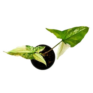 Syngonium Albo - Small
