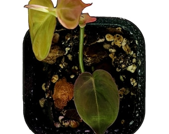 Philodendron Micans - Starter