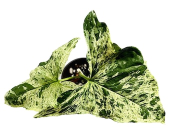 Syngonium Mojito - Small