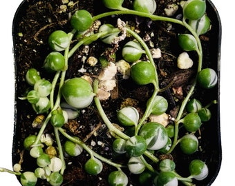 String Of Pearls Variegated - Starter