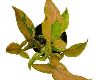 Syngonium Pink Splash - Small
