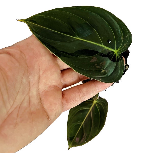 Philodendron Melanochrysum - Small