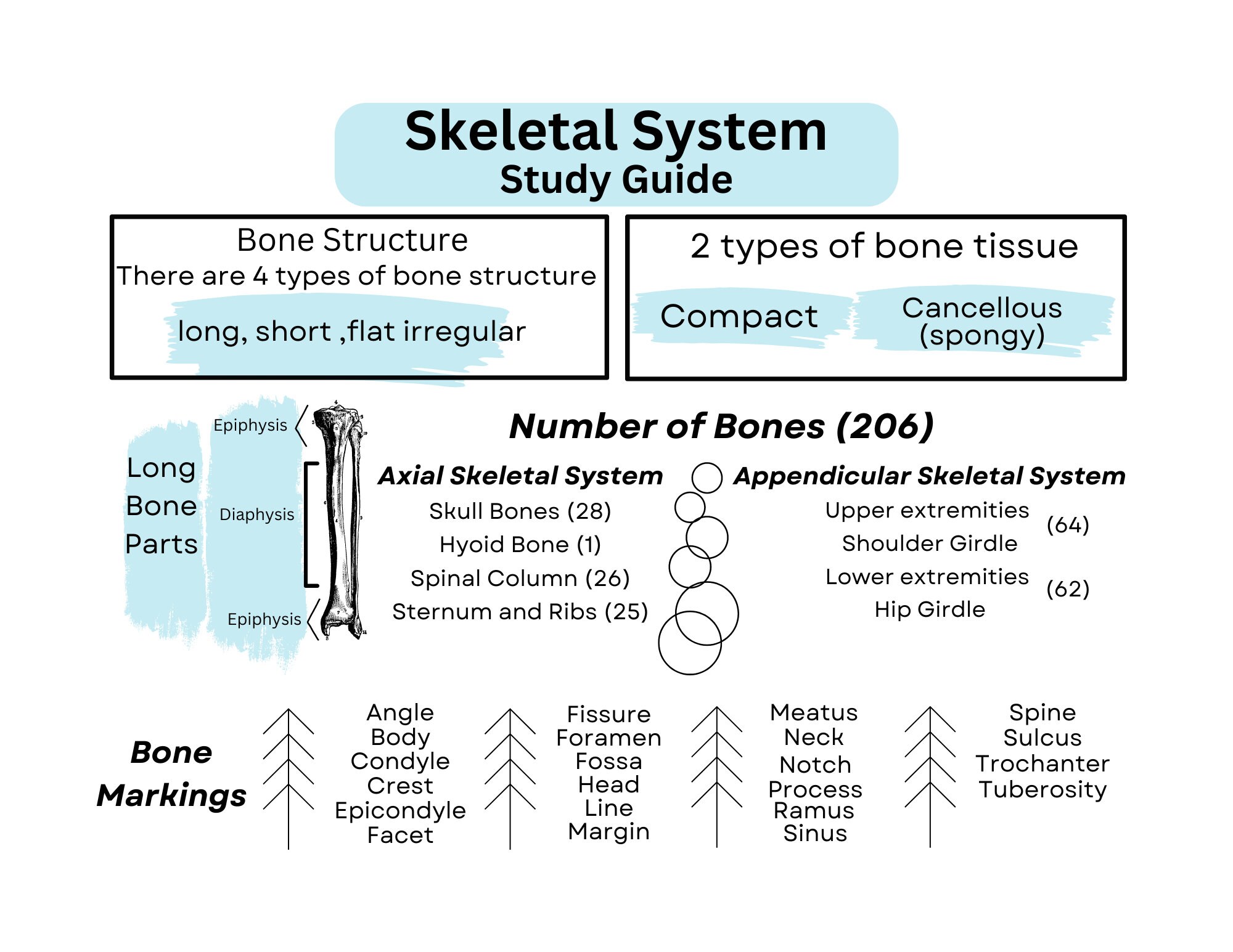 Skeletal System Basics Study Pack Etsy Skeletal System Basics Study Pack Etsy