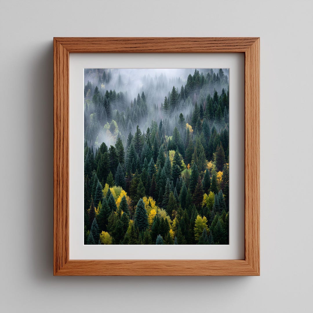 Moody Pine Trees in Rolling Fog - Fine Art Forest Print, Atmospheric ...