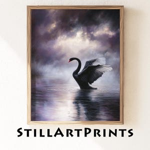 Op de afbeelding: Een ingelijste kunstdruk met een zwarte zwaan met witgepunte vleugels op water. Het kunstwerk heeft een sombere sfeer met een donkere, bewolkte lucht. De tekst "STILLARTPRINTS" staat onderaan de print.