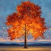 serene impressions