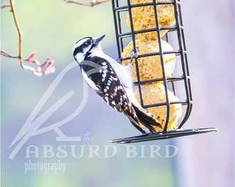 Downy Woodpecker Dining on Suet Feeder Photographic Fine Art Print