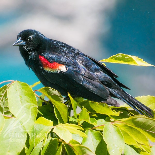 Red-winged Blackbird Over Niagara Falls Photographic Fine Art Print Available in Multiple Sizes