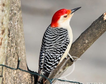 Beautiful Red-Bellied Woodpecker Sitting in a Tree
