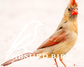 Female Northern Cardinal Photographic Fine Art Print