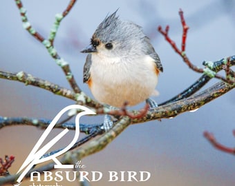Tufted Titmouse in the Rain Photographic Fine Art Print in Multiple Sizes