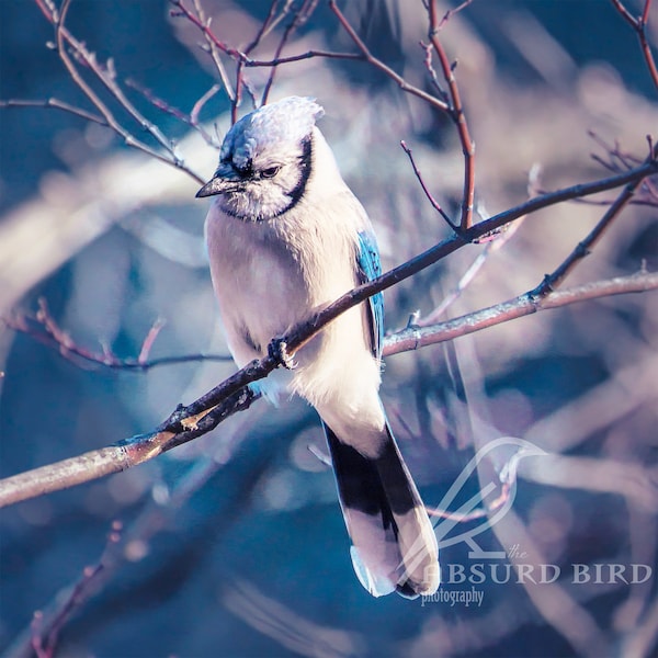 Bright Blue Jay in Winter Photographic Fine Art Print in Multiple sizes