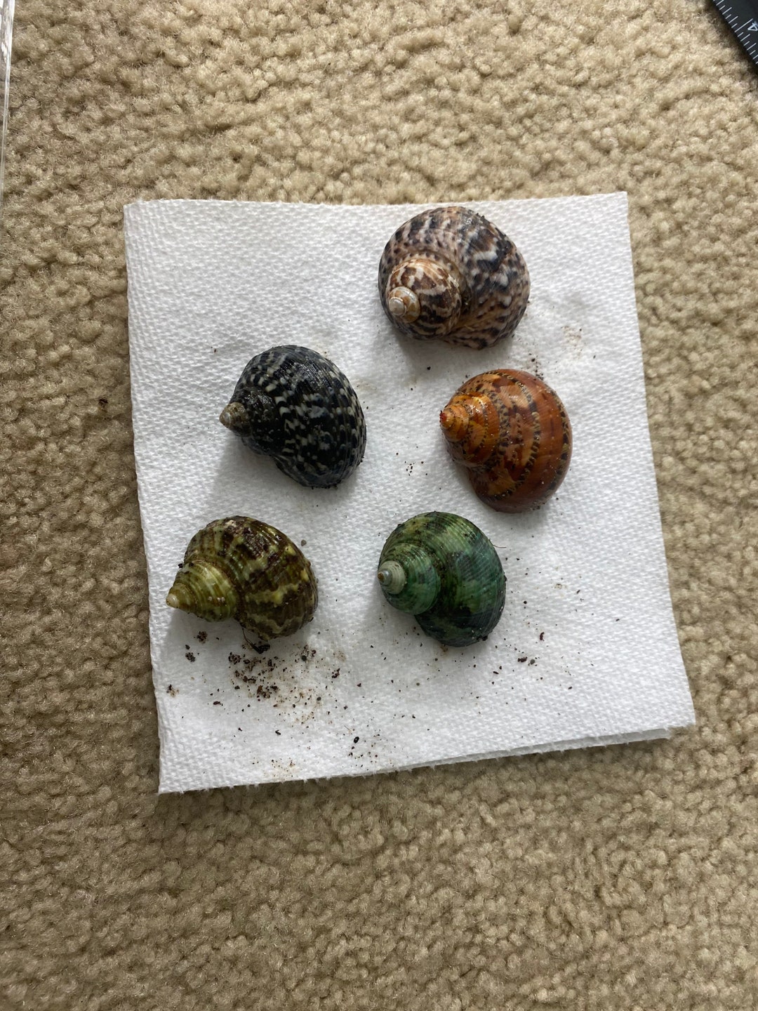 Hermit Crab Shells Etsy