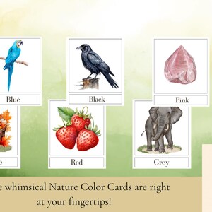 Editable Nature-Themed Color Cards | Montessori Style | Toddler Learning